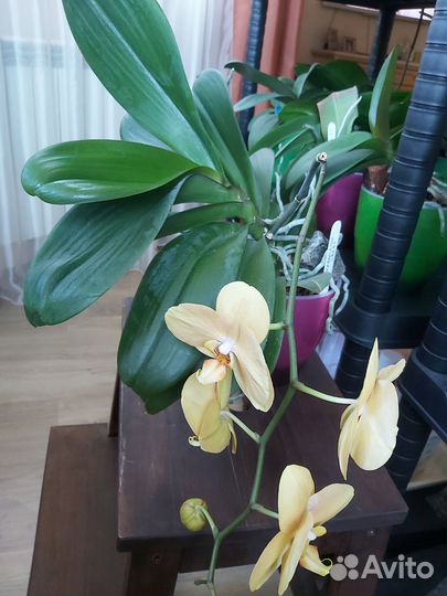 Орхидея фаленопсис