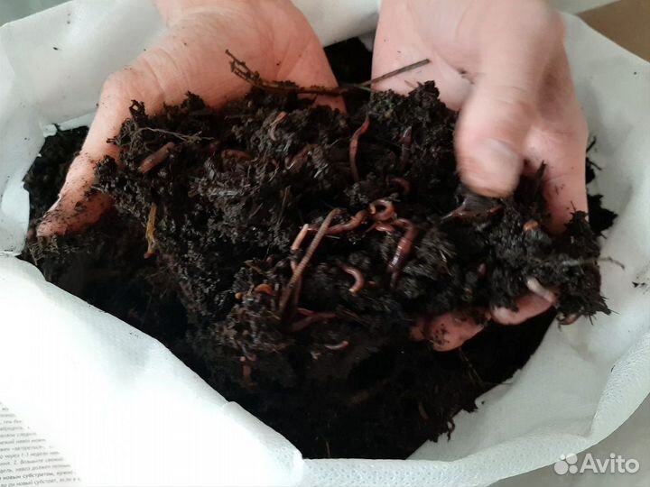 Червь калифорнийский