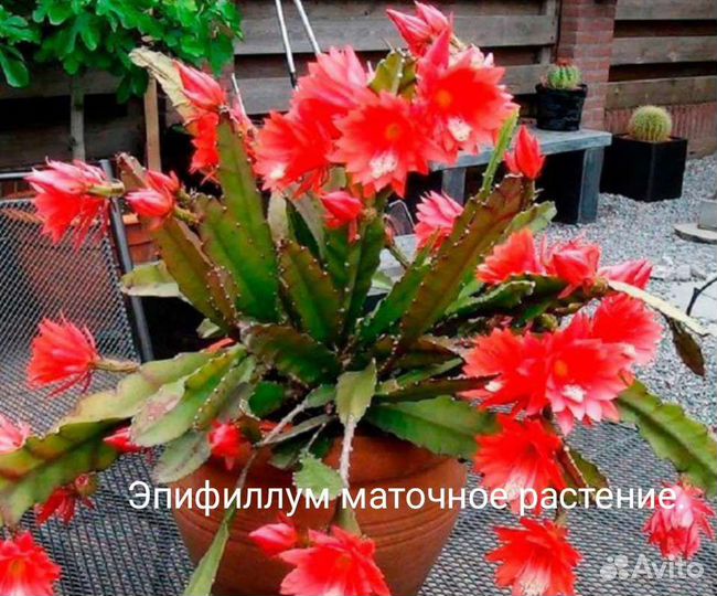 Эпифиллум красный