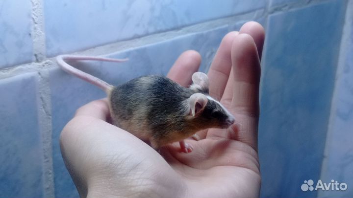 Декоративные мыши