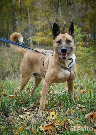 Собака из приюта ищет хозяина