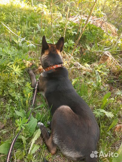 Собака в добрые руки отдам бесплатно