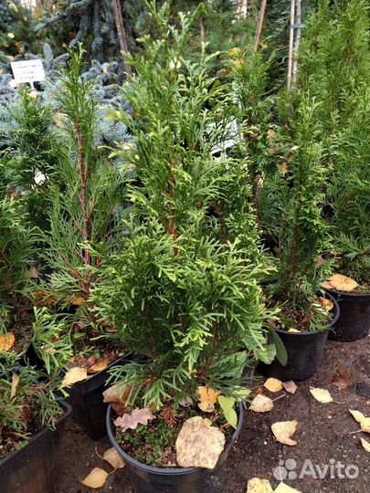 Туя смарагд