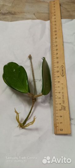 Хойя мясистая