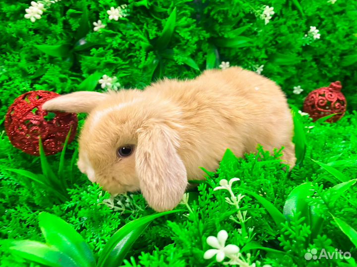 Мини карликовый кролик