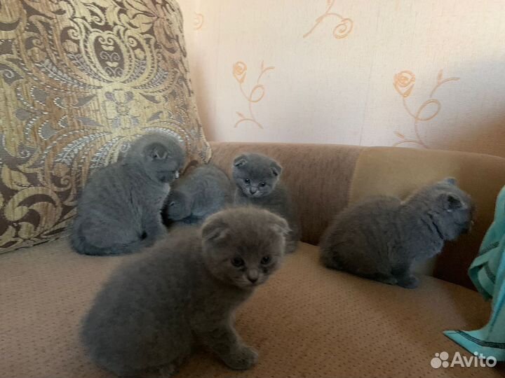 Британская