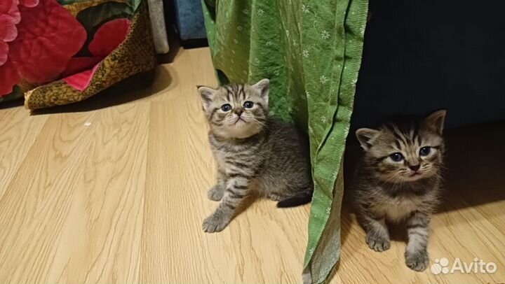 Шотландские котята