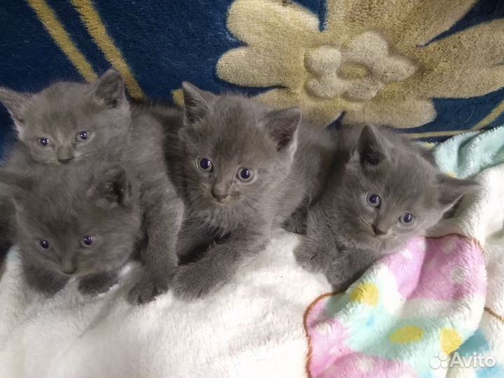 Котята в добрые руки