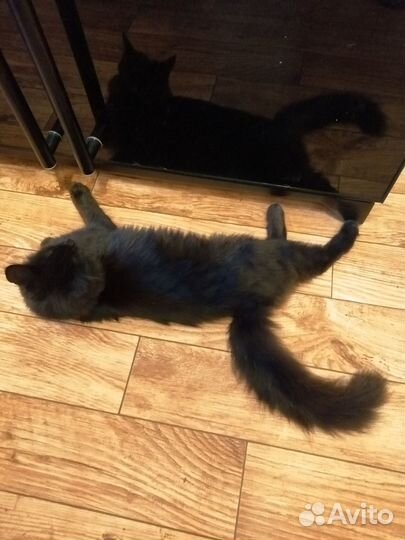 Котячьи подростки