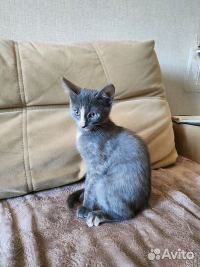 Котенок 3 месяца