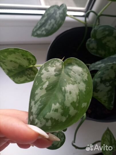 Сингониум,сциндапсус,традесканция