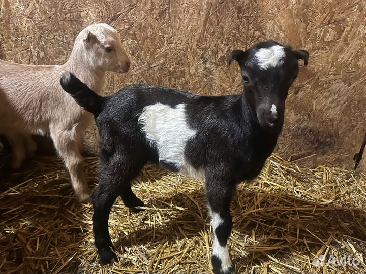 Козлята