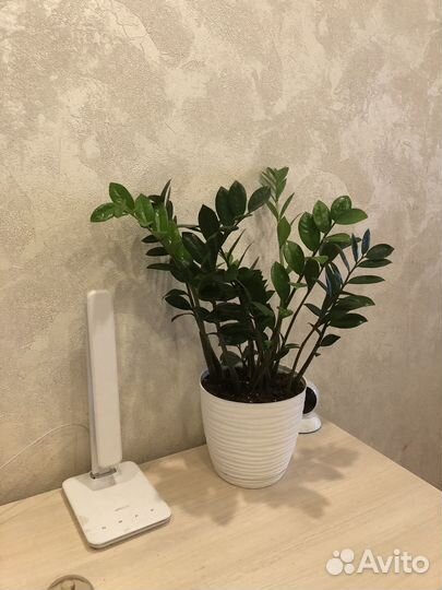 Комнатные цветы