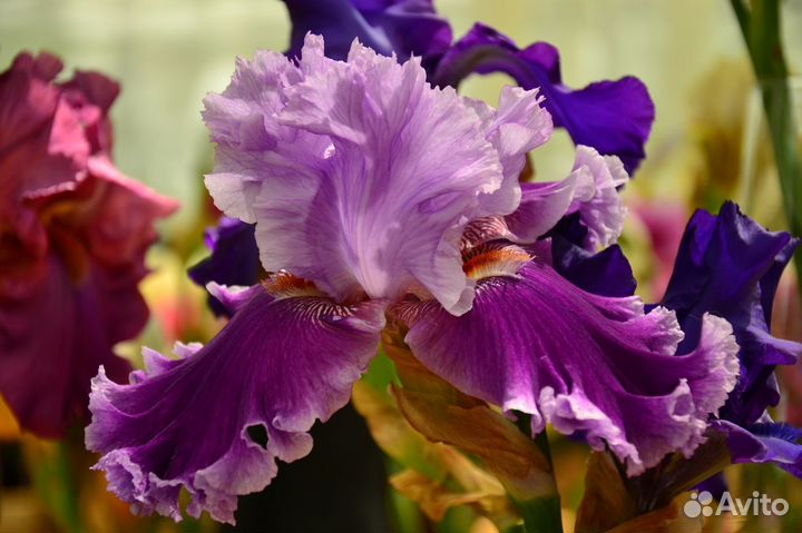 Многолетние цветы для дома и дачи