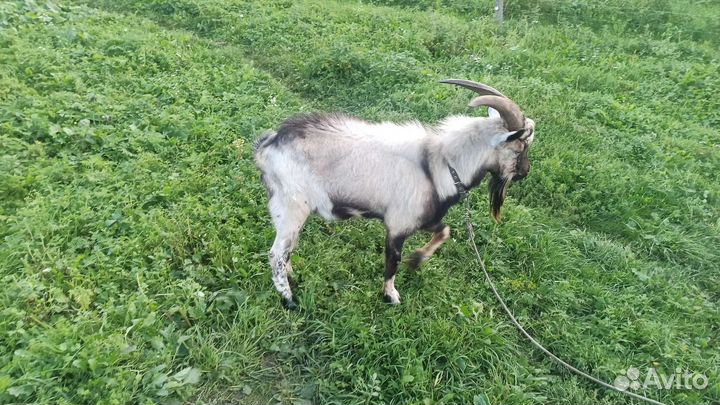 Нубийский козел