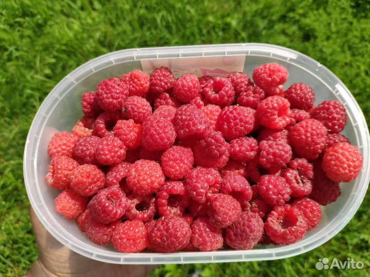 Малина красная и жёлтая