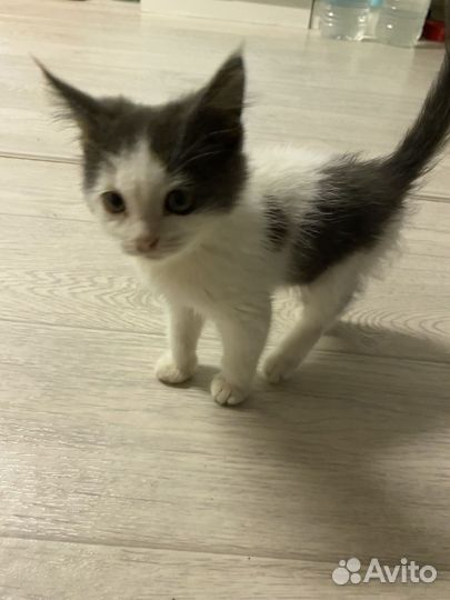 Котенок