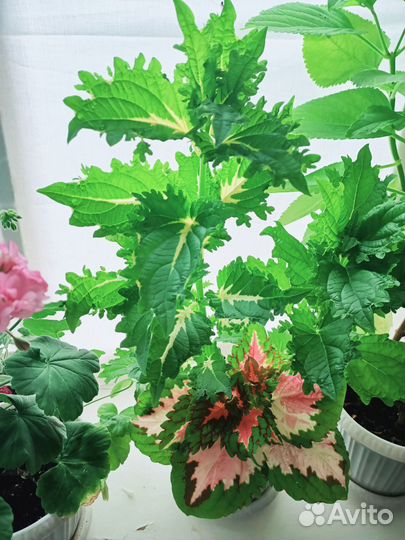 Комнатные цветы