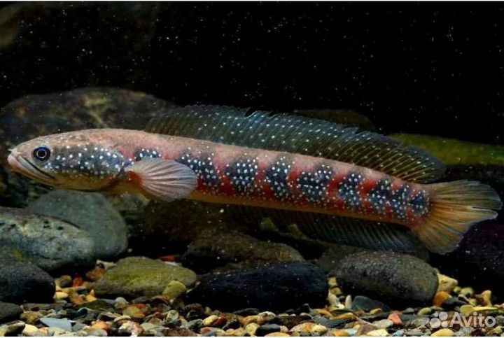 Экзотические рыбки змееголов красная луна