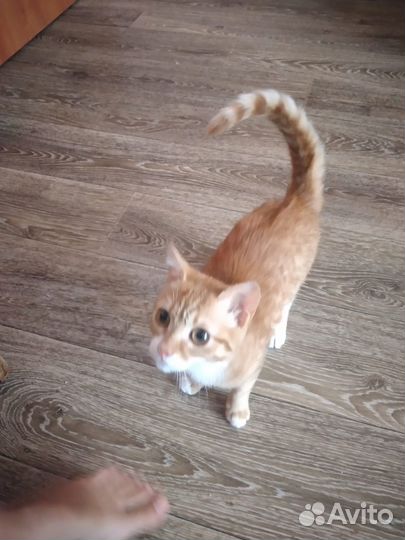 Рыжий котенок девочка домашняя