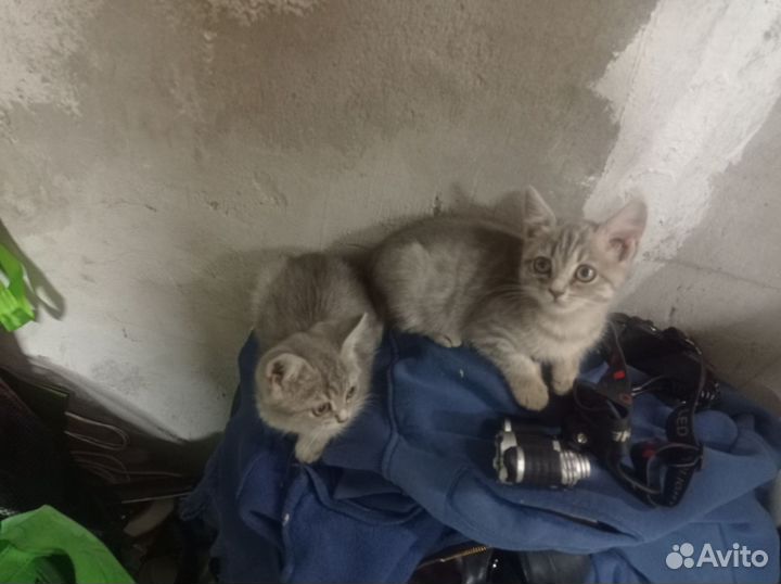 Кошки Тося,иФрося