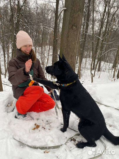 Передержка собак