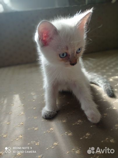 Котенок 2 месяца девочка, 2 штуки, бесплатно
