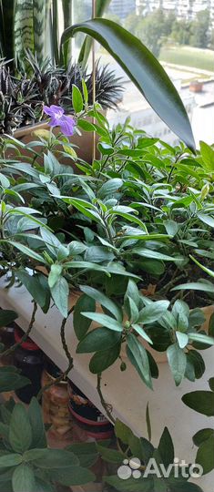 Комнатные растения цветы