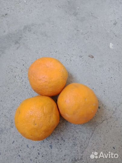 Грейпфрут цитрус