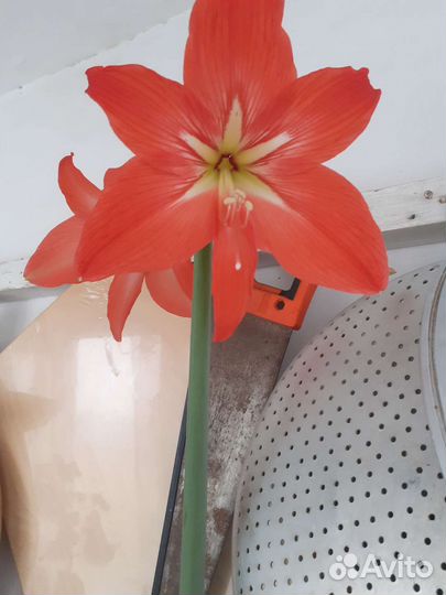 Гипиаструм