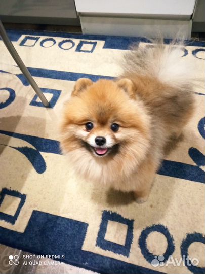 Вязка собак шпиц