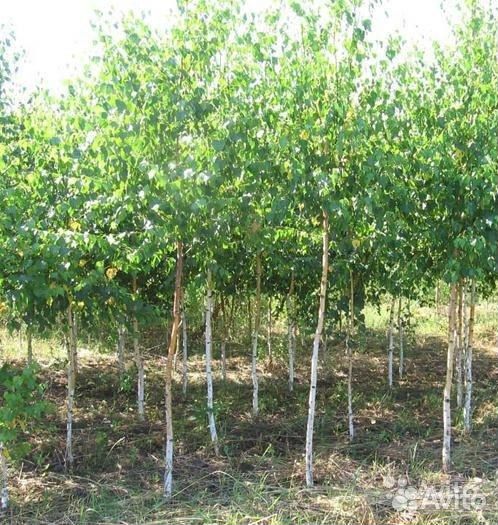 Саженцы декоративных древесных пород