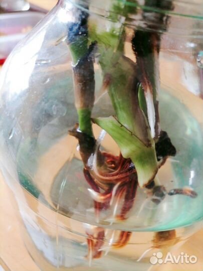 Рио отводка