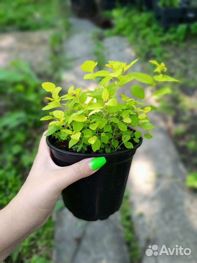 Спирея голден принцесс