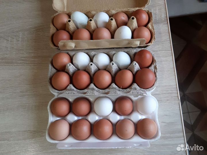 Домашние куриные яйца