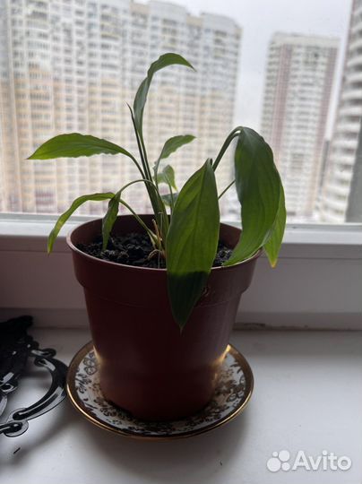 Комнатные растения цветы