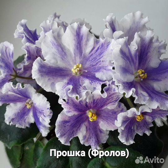 Сортовые фиалки
