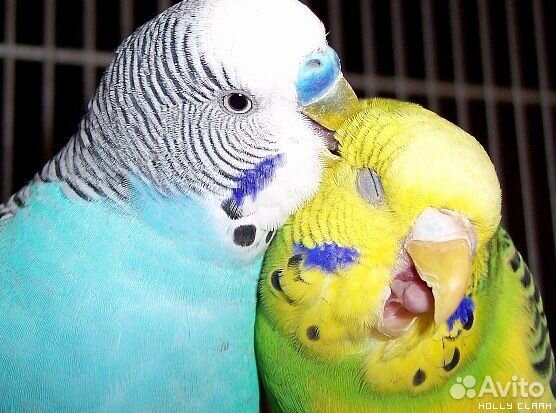 Передержка