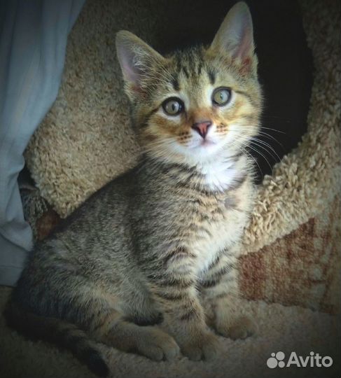 Котята