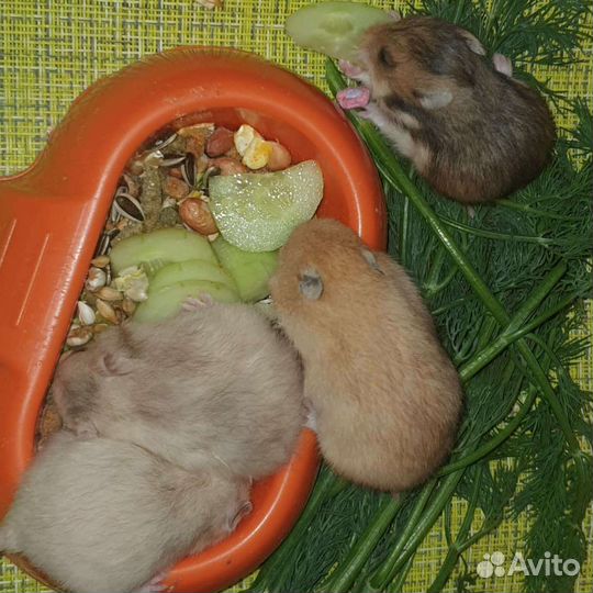 Сирийские И джунгарские хомячки 3 недельки возраст
