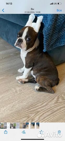 Бостон терьер щенки