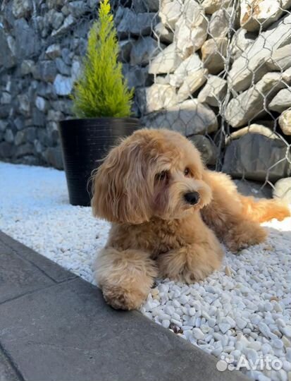 Вязка собак