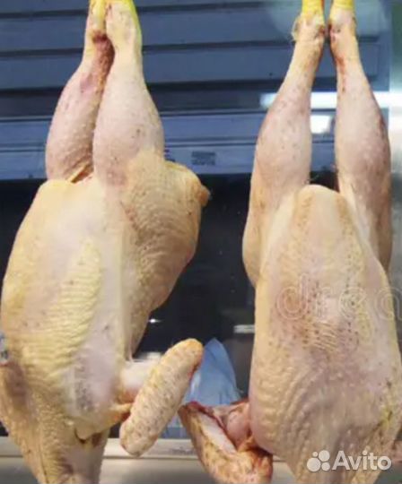 Кура домашняя