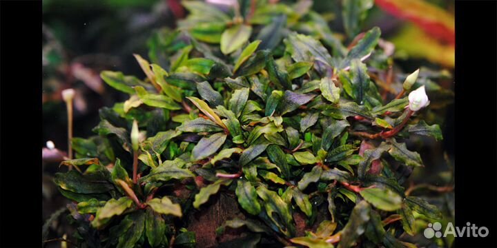 Буцефаландра Bucephalandra sp. Kualakuayan-2