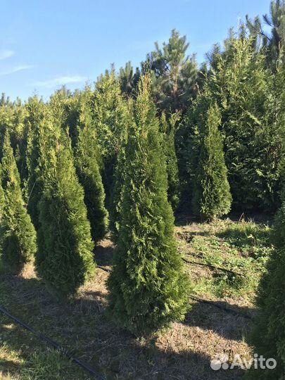 Смарагд туя