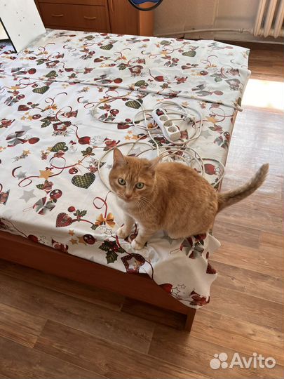 Отдам кота в добрые руки