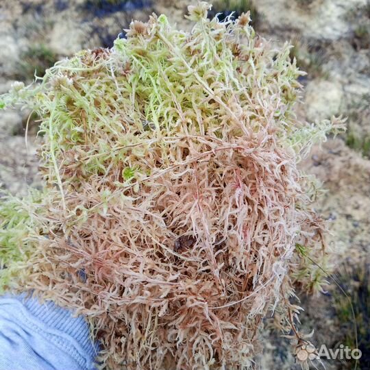 Мох сфагнум, живой, сухой