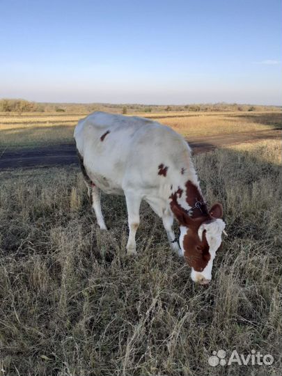 Две коровы и две телочки