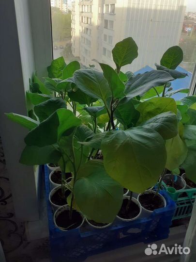 Рассада баклажан и перца