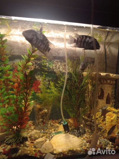 Аквариумные рыбки, молодые меченосцы и цихлиды